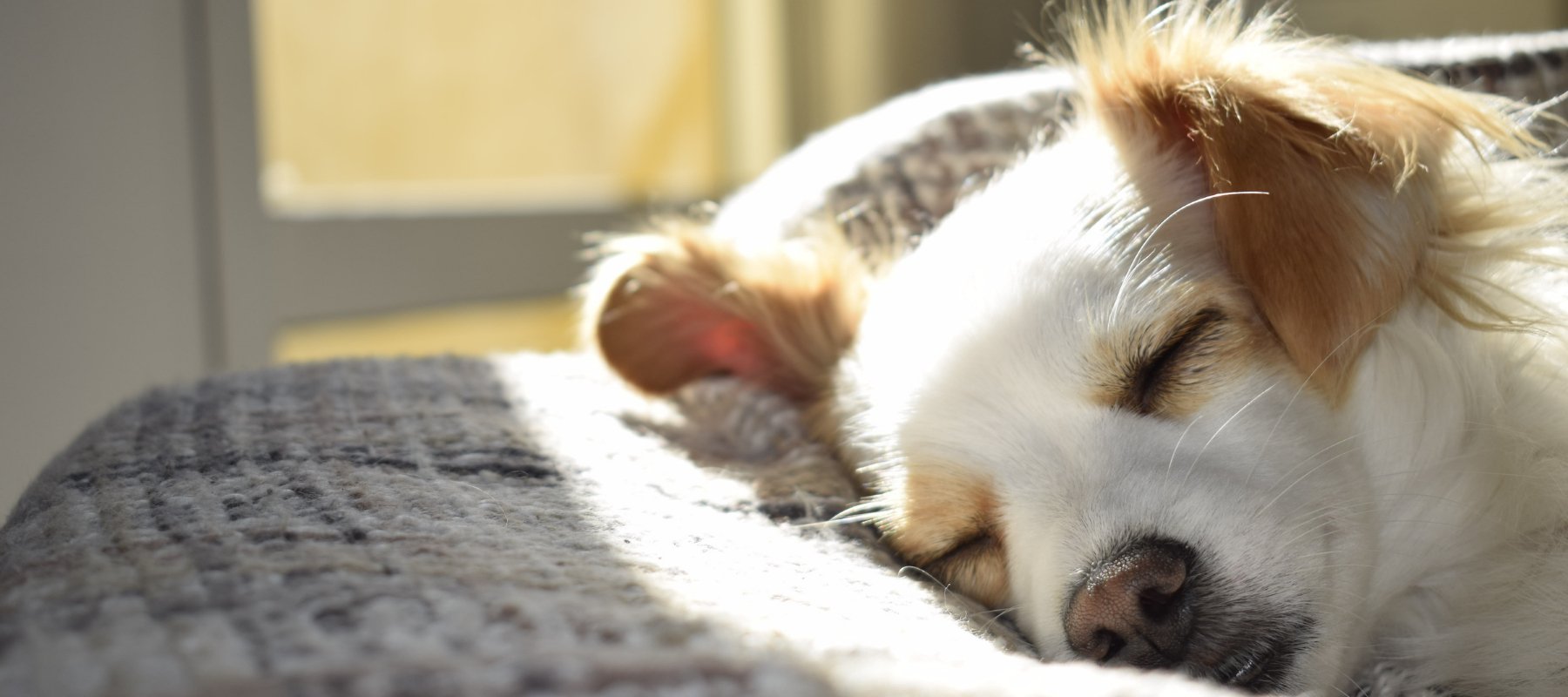 Fun Sleep Facts That You Might Not Know - THE LINEN COMPANY